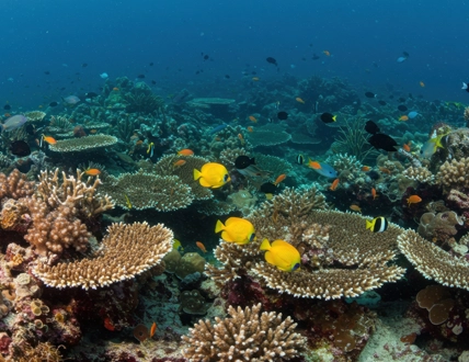 Aree marine protette